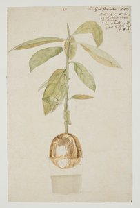 ويسترن ديجيتال 961 f.28 بواسطة وليام الكسندر