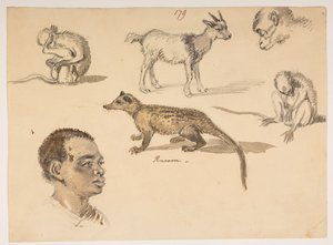 f.65 179 رأس الإنسان والراكون والماعز والقردة ، من ألبوم يضم 372 رسمًا للمناظر الطبيعية والسواحل والأزياء والحياة اليومية التي تم رسمها أثناء سفارة اللورد ماكارتني إلى إمبراطور الصين ، بين عامي 1792 و 1794 (قلم رصاص وألوان مائية على ورق) بواسطة وليام الكسندر