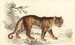 النمر البنغالي ، Panthera tigris tigris. ، 1834 (نقش) بواسطة وليام الكسندر فوربس