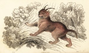 كاراكال، كاراكال كاراكال، 1834 (نقش) بواسطة وليام الكسندر فوربس