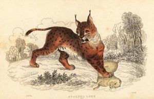 الوشق الأوراسي ، الوشق الوشق ، 1834 (نقش) بواسطة وليام الكسندر فوربس