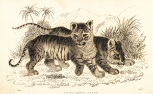 هجين أسد ونمر أشبال. ، 1834 (نقش) بواسطة وليام الكسندر فوربس
