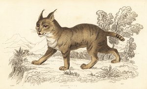 قطة الغابة ، فيليس تشاوس. ، 1834 (نقش) بواسطة وليام الكسندر فوربس