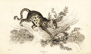 مارجاي، ليوباردوس ويدي، 1834 (نقش) بواسطة وليام الكسندر فوربس