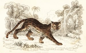 مارغاي ، Leopardus wiedii catenata. ، 1834 (نقش) بواسطة وليام الكسندر فوربس