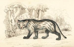 قطة بامباس أو بانتانال ، ليوباردوس كولوكولا. ، 1834 (نقش) بواسطة وليام الكسندر فوربس