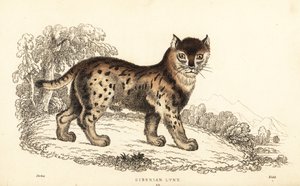 الوشق السيبيري ، الوشق الوشق رانجلي (فيليس الوشق). ، 1834 (نقش) بواسطة وليام الكسندر فوربس