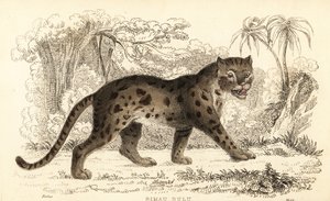 قط النمر سوندا ، Prionailurus bengalensis subsp. سومطرة. ، 1834 (نقش) بواسطة وليام الكسندر فوربس