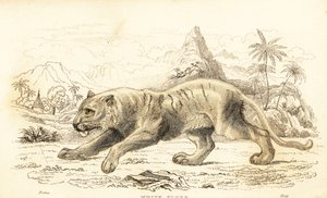 النمر الأبيض ، النمر دجلة النمر. المهددة بالخطر. ، 1834 (نقش) بواسطة وليام الكسندر فوربس