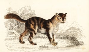 قطة برية صدف السلحفاة من أمريكا الجنوبية ، فيليس كاتوس. ، 1834 (نقش) بواسطة وليام الكسندر فوربس