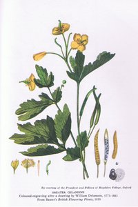 Celandine الكبرى ، الطبيعة في بريطانيا ، التي نشرتها كولينز
