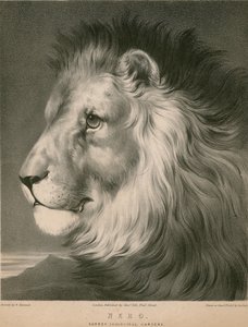 نيرو الأسد ، حدائق حيوان سوري ، لندن