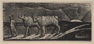 Unyokd Heifers ، Loitering Homeward ، من Thorntons Pastorals of Virgil ، 1821. بواسطة وليام بليك