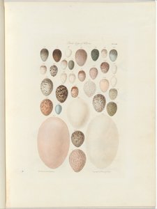بيض الطيور في فيكتوريا ، الصحيفة غير المنشورة Australia Terra Cognita بقلم ويليام بلاندوفسكي. 1855-56 بواسطة William Blandowski