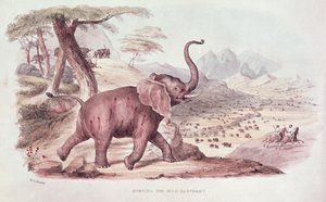 صيد الفيل البري ، رسم توضيحي من "الرياضات البرية في جنوب إفريقيا" بقلم دبليو سي هاريس ، 1841 بواسطة وليام كورنواليس هاريس