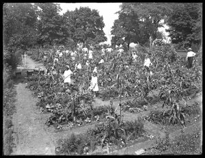 أطفال يعملون في حديقة مدرسة Isham Park ، مدينة نيويورك ، 16 أغسطس 1915 بواسطة وليام ديفيس هاسلر