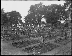 أطفال يعملون في حديقة المدرسة في Isham Park ، مدينة نيويورك ، 5 أغسطس 1914 بواسطة وليام ديفيس هاسلر