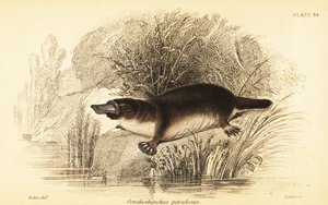 خلد الماء ، Ornithorhynchus anatinus. ، 1841 (نقش) بواسطة وليام ديكس