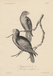 1. Psittacula lineola و 2. Brotogeris aurifrons ، litho بواسطة JT Bowen ، 1850 بواسطة وليام إي. هيتشكوك