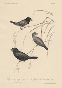 الحيوانات المنوية Nigriceps (الذكور والإناث) و Spermestes Fuscans ، litho بواسطة JT Bowen ، 1850 بواسطة وليام إي. هيتشكوك