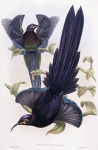 Epimachus Ellioti، Ward، c.1891-1898 بواسطة وليام هارت