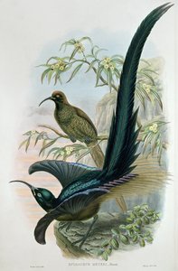 Epimachus Meyeri بواسطة وليام هارت