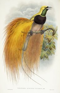 باراديسيا أوغستا فيكتوريا ، 1891-1898 بواسطة وليام هارت