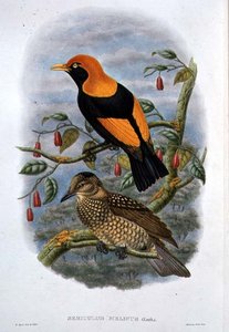 Sericulus Melinus (لون ليثو) بواسطة وليام هارت