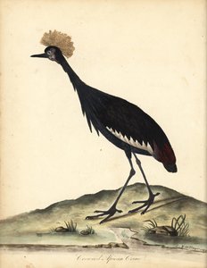 رافعة سوداء اللون من Balearica Pavonina. (أرديا بافونينا). مُعَرَّض. نقش على لوح نحاسي ملون يدويًا لرسم إيضاحي من قبل ويليام هايز وطفله ج من بورتريهات الطيور النادرة والفضولية من حديقة أوسترلي بارك (لندن: بولمر بواسطة وليام هايز
