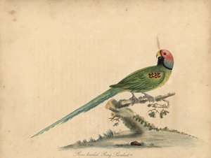الببغاء ذو الرأس الزهري، Psittacula roseata. (الببغاء الدائري ذو الرأس الوردي) نقش نحاسي ملون يدويًا لرسم توضيحي لوليام هايز وابنته ماتيلدا هايز من صور ويليام هايز للطيور النادرة والفضولية من حديقة الحيوانات في أوست بواسطة وليام هايز