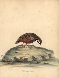 السمان الأزرق الصدر ، Coturnix chinensis. (السمان الصيني ، Tetrao chinensis) نقش على لوح نحاسي ملون يدويًا لرسم إيضاحي لويليام هايز من بورتريهات الطيور النادرة والفضولية من حديقة أوسترلي بارك ، لندن: بولمر بواسطة وليام هايز