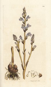 مكنسة متفرعة ، Orobanche ramosa. نقش على لوح نحاسي ملون يدويًا بواسطة James Sowerby من James Smith