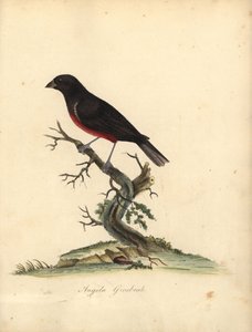 عصفور بذور الكستناء ، Oryzoborus angolensis. (أنغولا grosbeak ، Loxia angolensis) نقش على لوح نحاسي ملون يدويًا لرسم إيضاحي بقلم ويليام هايز من بورتريهات الطيور النادرة والفضولية من حديقة أوسترلي بارك ، لندن: بولمر بواسطة وليام هايز
