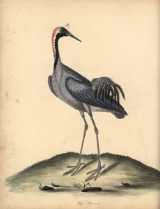 رافعة عامة ، Grus grus. (Ardea grus) نقش على لوح نحاسي ملون يدويًا لرسم إيضاحي رسمه ويليام هايز من بورتريهات لطيور نادرة وفضولية من حديقة أوسترلي بارك. بواسطة وليام هايز
