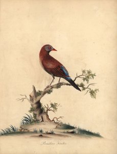 غرينادير الشائع ، Uraeginthus granatinus ، موطنه إفريقيا. (عصفور برازيلي ، Fringilla granatina) نقش على لوح نحاسي ملون يدويًا لرسم إيضاحي من قبل William Hayes من Portraits of Rare and Curious Birds من Menagery of Osterly Park ، لندن: Bu بواسطة وليام هايز