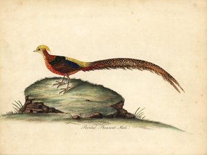 الدراج الذهبي أو الصيني ، Chrysolophus pictus ، ذكر. (الدراج الملون ، Phasianus pictus) نقش على لوح نحاسي ملون يدويًا لرسم من قبل ويليام هايز من بورتريهات الطيور النادرة والفضولية من حديقة أوسترلي بارك ، لندن: بولمر بواسطة وليام هايز