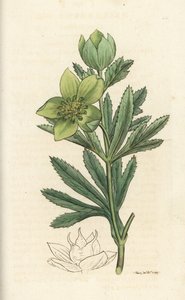 خربق أخضر ، Helleborus viridis. نقش على لوح نحاسي ملون يدويًا بواسطة James Sowerby من James Smith