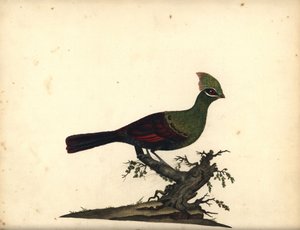 غينيا أو توراكو الأخضر، توراكو بيرسا. (توراكو، Cuculus persa) نقش نحاسي ملون يدويًا لرسم توضيحي لويليام هايز من صور الطيور النادرة والفضولية من حديقة الحيوانات في أوسترلي بارك، لندن: بولمر بواسطة وليام هايز