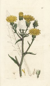Hawkweed ox-tongue ، Picris hieracioides. نقش على لوح نحاسي ملون يدويًا بواسطة James Sowerby من James Smith