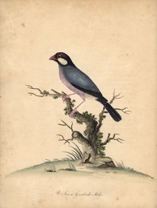 جافا سبارو ، لونشورا أوريزيفورا. مُعَرَّض. (Java grosbeak، Loxea oryxivora) نقش على لوح نحاسي ملون يدويًا لرسم إيضاحي بقلم ويليام هايز من بورتريهات الطيور النادرة والفضولية من حديقة أوسترلي بارك ، لندن: بولمر بواسطة وليام هايز