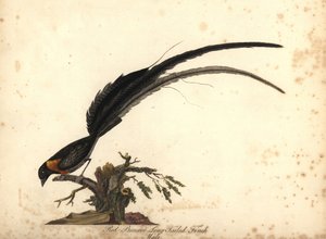 جنة طويلة الذيل، فيدوا باراديسيا، ذكر. (عصفور طويل الذيل أحمر الصدر، Emberiza paradiseaa) نقش نحاسي ملون يدويًا لرسم توضيحي لويليام هايز من صور الطيور النادرة والفضولية من حديقة الحيوانات في أوسترلي بارك، لو بواسطة وليام هايز