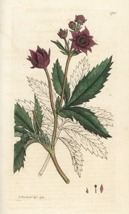 مستنقعات Marsh ذات القرنفل ، مستنقع قماروم. نقش على لوح نحاسي ملون يدويًا بواسطة James Sowerby من James Smith