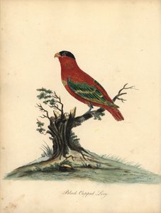 نقي قيلولة لوري ، لوريوس دوميسيلا. المهددة بالخطر. لوري ذو توج أسود ، Psittacus domicilla. نقش على لوح نحاسي ملون يدويًا لرسم إيضاحي بقلم ويليام هايز من بورتريهات لطيور نادرة وفضولية من حديقة أوسترلي بارك (لندن: بولمر بواسطة وليام هايز
