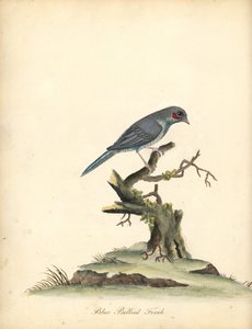 كوردونبلو أحمر الخدود ، Uraeginthus bengalus. (عصفور ذو بطن أزرق ، Fringilla benghalus.) نقش على لوح نحاسي ملون يدويًا لرسم إيضاحي بقلم ويليام هايز من بورتريهات الطيور النادرة والفضولية من حديقة أوسترلي بارك (لندن: بولمر) بواسطة وليام هايز