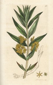 تفكك معنقدة ، Lysimachia thyrsiflora. نقش على لوح نحاسي ملون يدويًا بواسطة James Sowerby من James Smith
