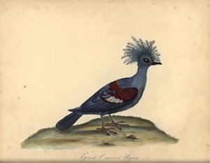 الحمامة الغربية المتوجة ، Goura cristata. (الحمام الهندي العظيم المتوج ، كولومبا كوريناتا). مُعَرَّض. نقش على لوح نحاسي ملون يدويًا لرسم إيضاحي من قبل ويليام هايز من بورتريهات لطيور نادرة وفضولية من Menagery of Osterly Park (لندن: بواسطة وليام هايز