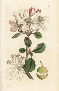 التفاح البري أو كرابتري ، Malus domestica (Pyrus malus). نقش على لوح نحاسي ملون يدويًا بواسطة James Sowerby من James Smith