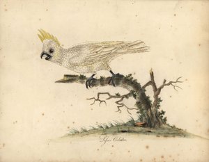 الكوكاتو أصفر الذروة ، Cacatua sulphurea مهدد بشدة بالانقراض. (الببغاء الأبيض الصغير) نقش على لوح نحاسي ملون يدويًا لرسم إيضاحي من قبل ويليام هايز من بورتريهات الطيور النادرة والفضولية من حديقة أوسترلي بارك. بواسطة وليام هايز