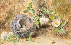 لا تزال الحياة مع عش Chaffinch بواسطة وليام هنري هنت