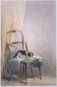 Study of a dog on a chair (watercolor on paper) بواسطة وليام هنري هنت
